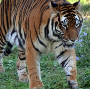 Walk your own path and discover your natural strength.