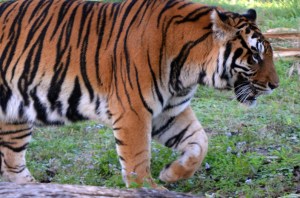 Walk forward, strong like a tiger.